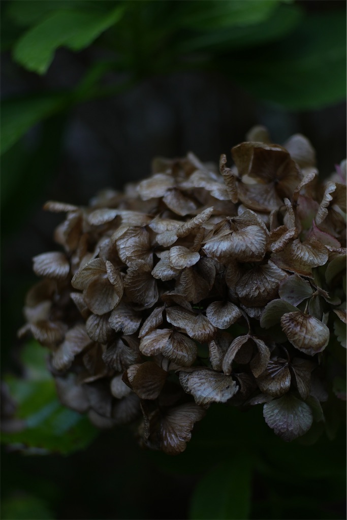 f:id:pirokogram:20241005021323j:image