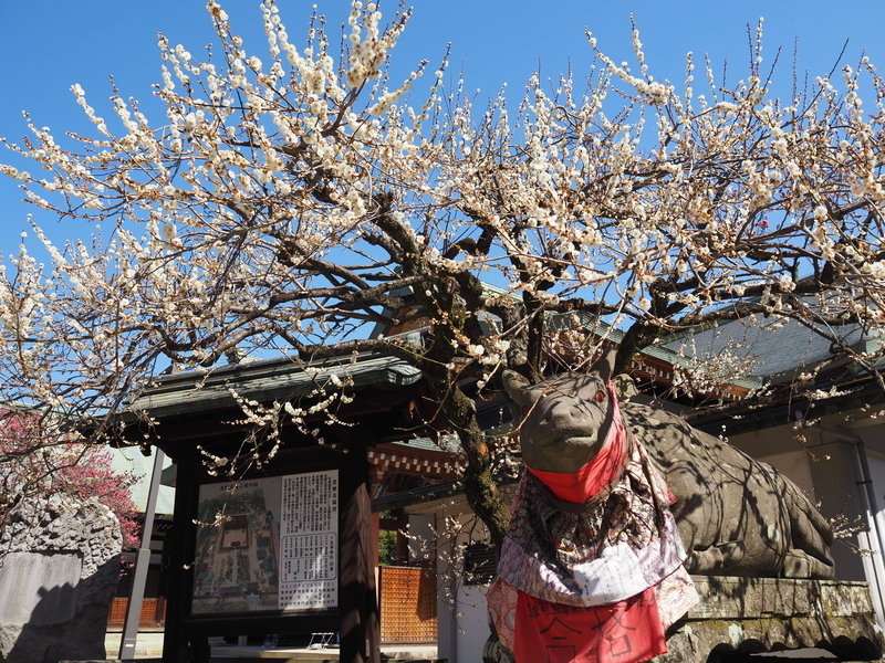 北野天満宮_牛