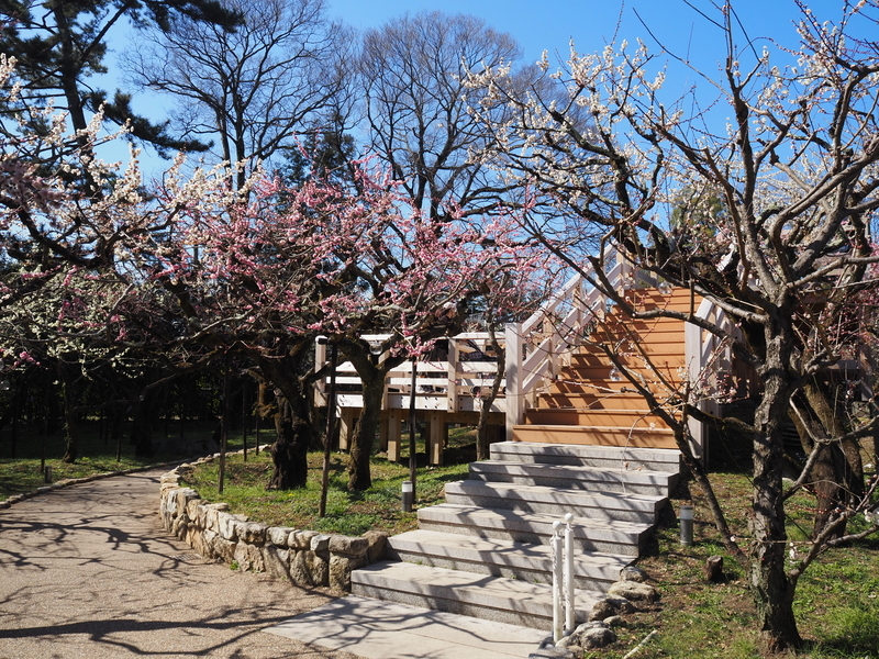 北野天満宮_梅苑「花の庭」