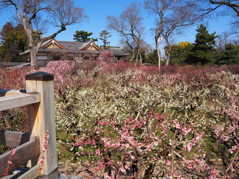 北野天満宮_梅苑「花の庭」