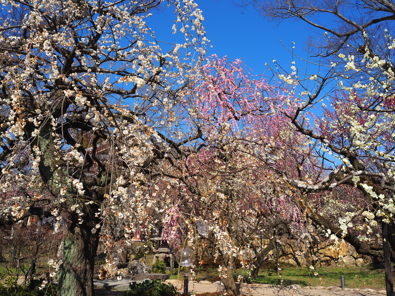北野天満宮_梅苑「花の庭」