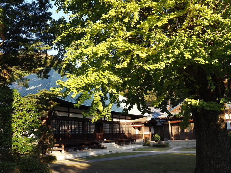 浄妙寺_大銀杏