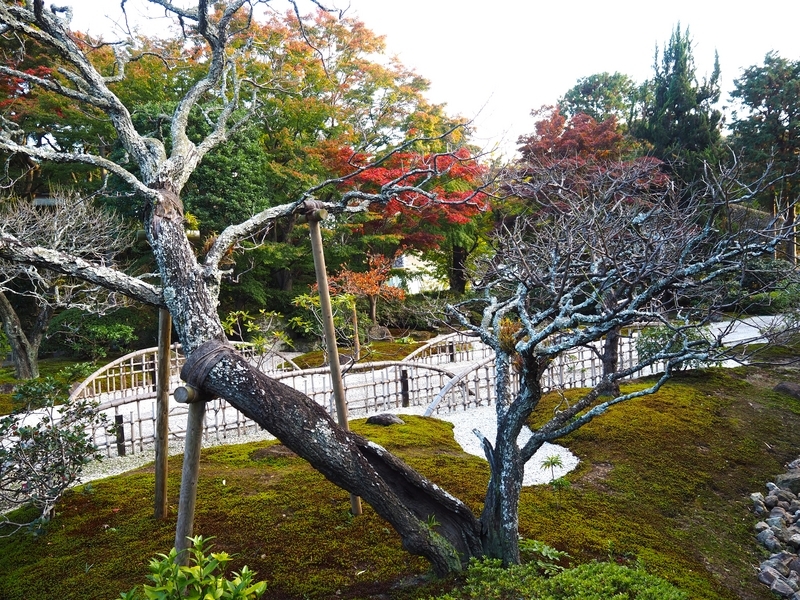 浄妙寺_庭園
