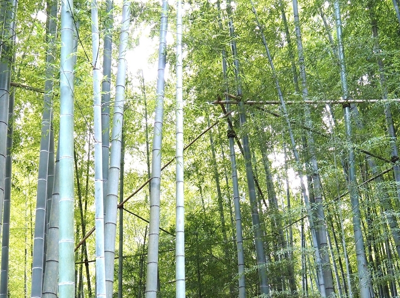 報告寺_竹林