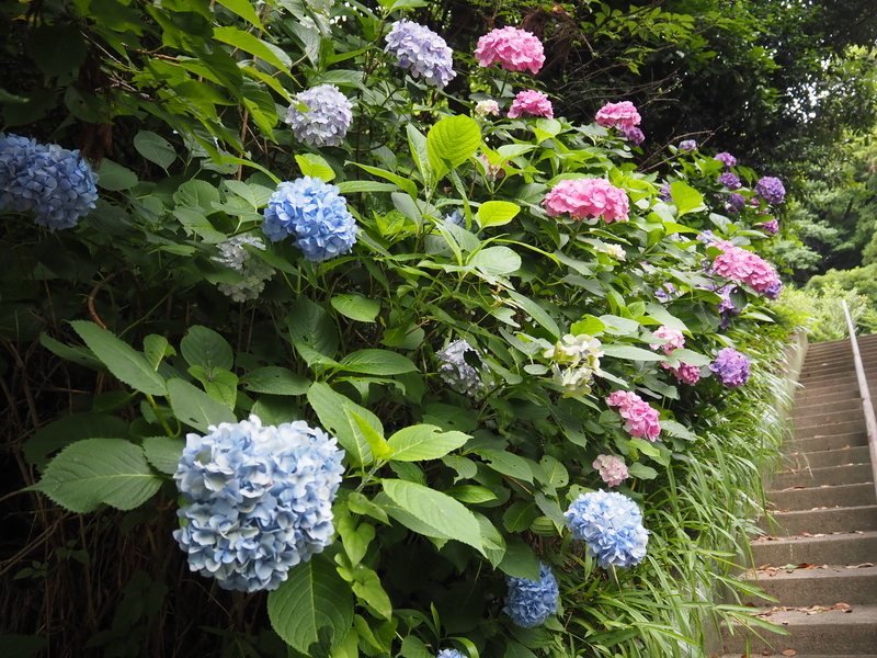 妙本寺_紫陽花