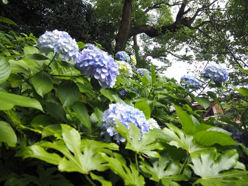 妙本寺_紫陽花