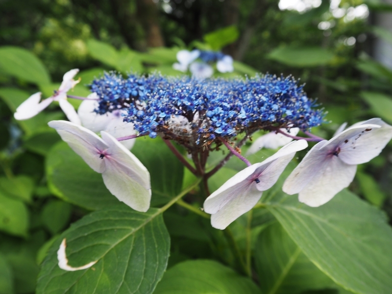 妙本寺_紫陽花