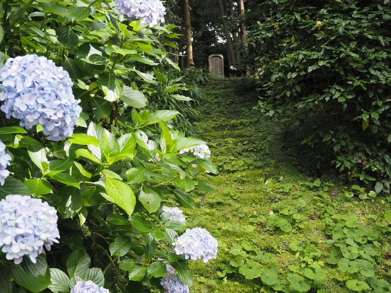妙本寺_紫陽花