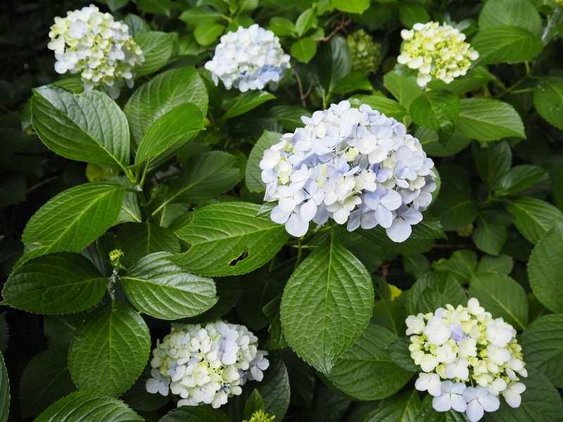 妙本寺_紫陽花