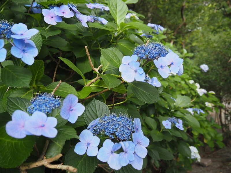 妙本寺_紫陽花