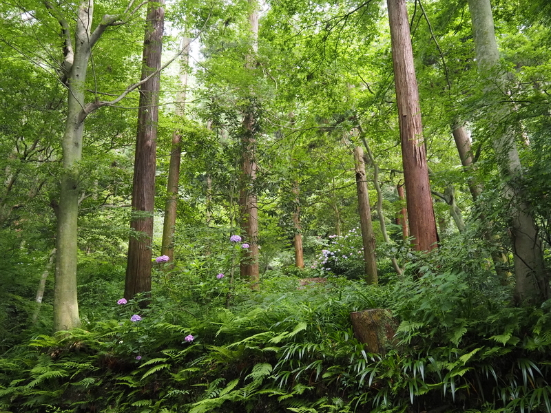 妙本寺
