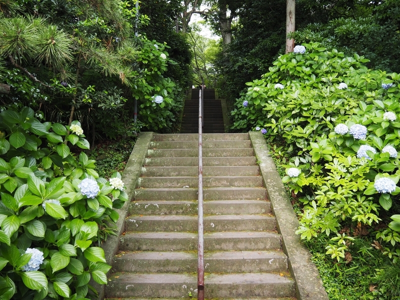 妙本寺_紫陽花