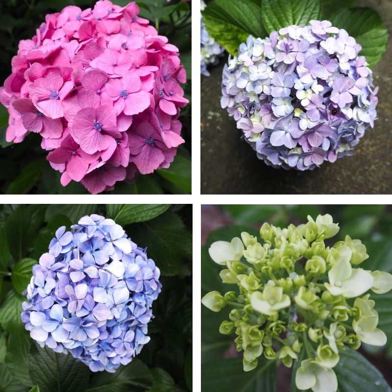 妙本寺_紫陽花