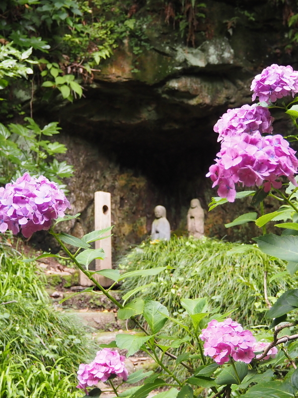 妙本寺_紫陽花