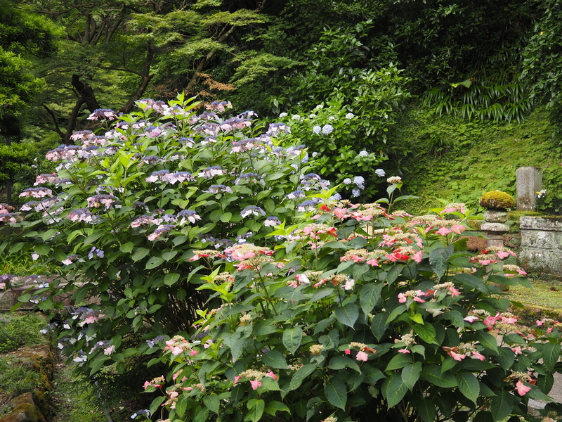 妙本寺_紫陽花