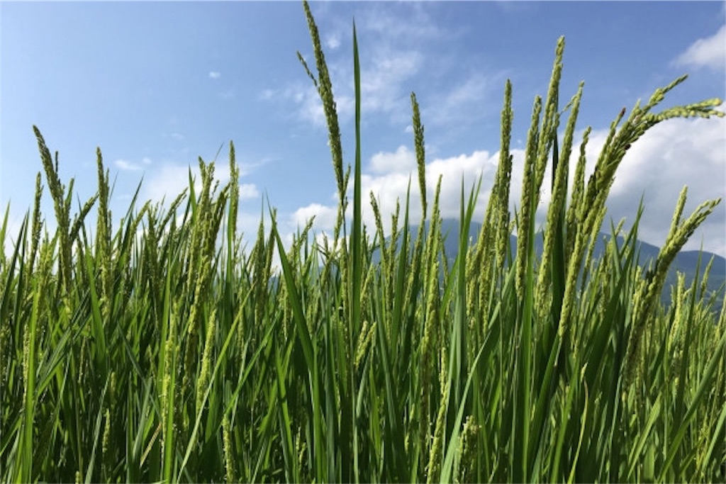 f:id:pirorin0613:20190618082557j:image