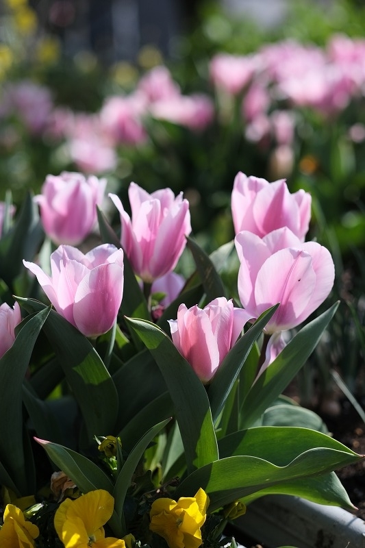 f:id:pirozhkin:20200326144516j:plain