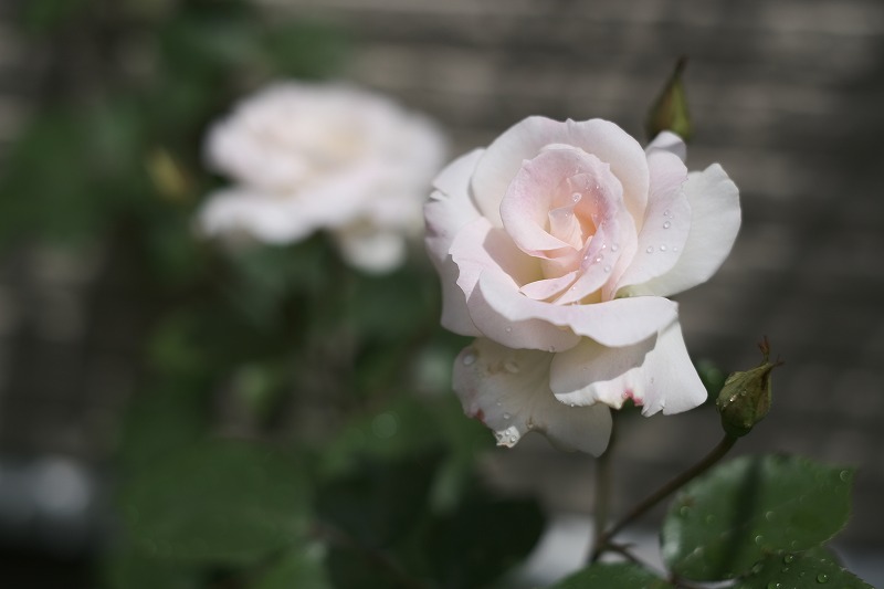 f:id:pirozhkin:20200504172119j:plain f:id:pirozhkin:20200504172119j:plain