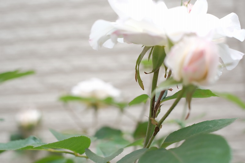 f:id:pirozhkin:20200504173153j:plain f:id:pirozhkin:20200504173153j:plain