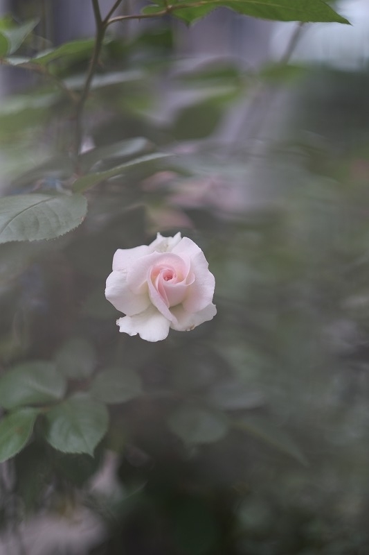 f:id:pirozhkin:20200504174018j:plain f:id:pirozhkin:20200504174018j:plain