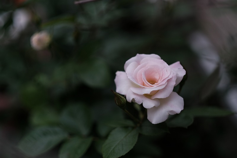 f:id:pirozhkin:20200504174025j:plain f:id:pirozhkin:20200504174025j:plain