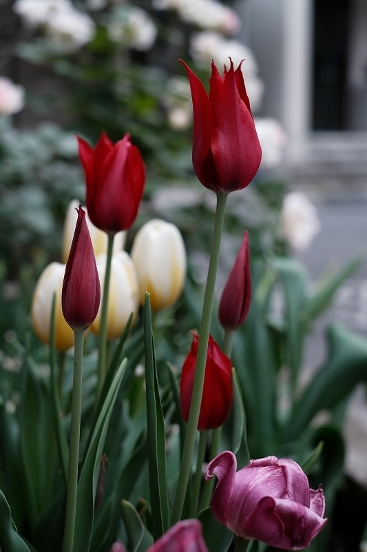 f:id:pirozhkin:20200506115731j:plain f:id:pirozhkin:20200506115731j:plain