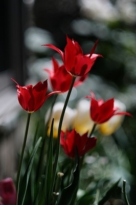 f:id:pirozhkin:20200507162646j:plain