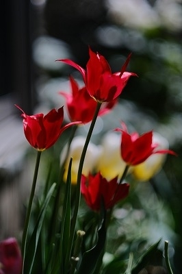 f:id:pirozhkin:20200507162748j:plain