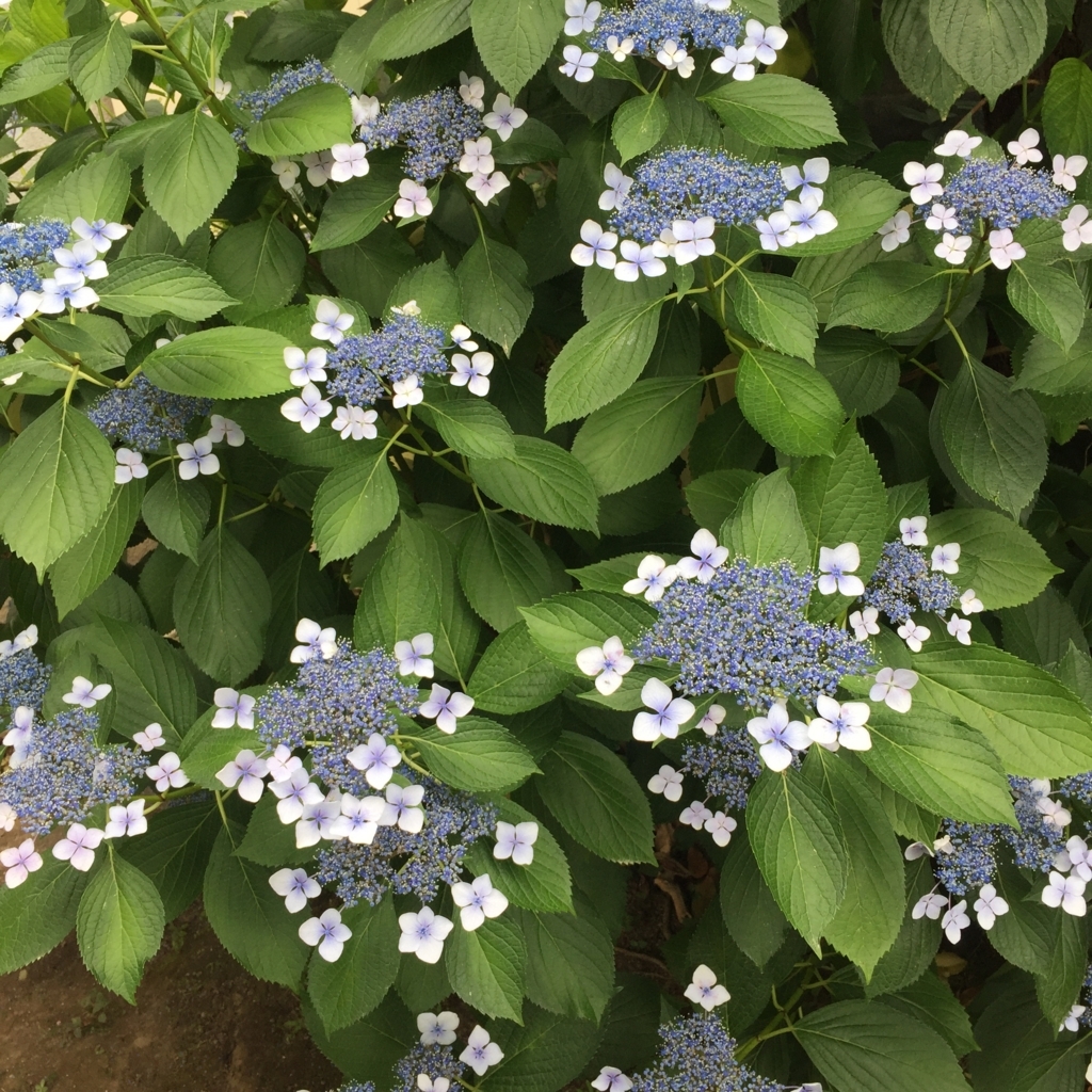 f:id:piscocoffee:20170626163518j:plain