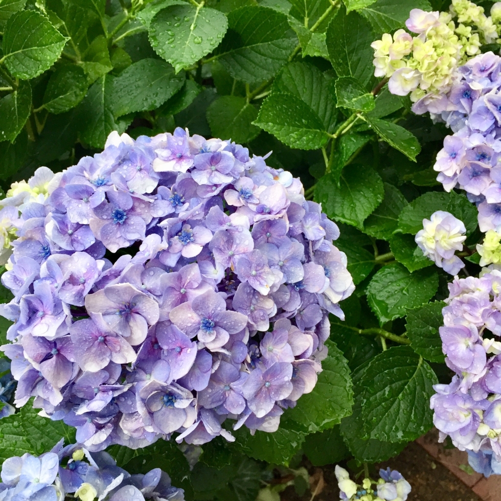 f:id:piscocoffee:20180624192815j:plain