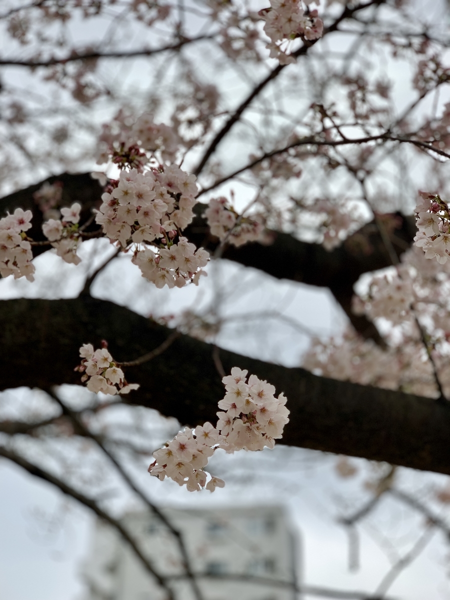 f:id:piscocoffee:20190331201329j:plain