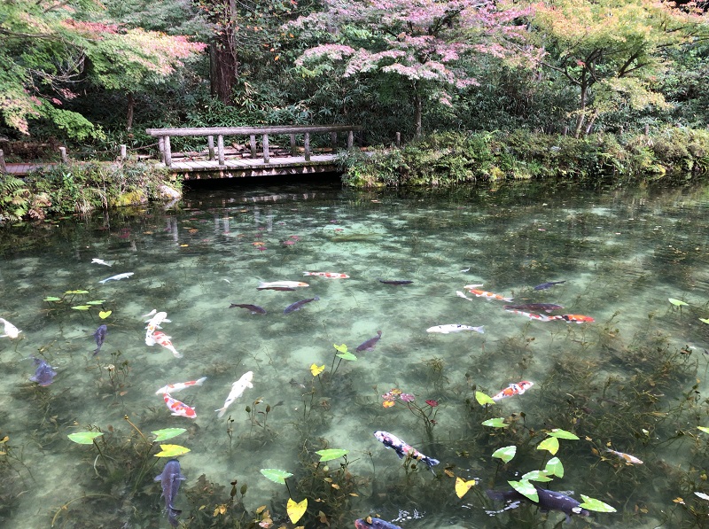 f:id:pisukechin:20201025152315j:plain