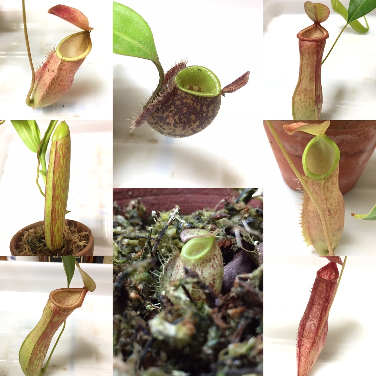 食虫植物　ネペンテス　フーケリアーナ 食虫植物 ネペンテス フーケリアーナ 【公式通販】