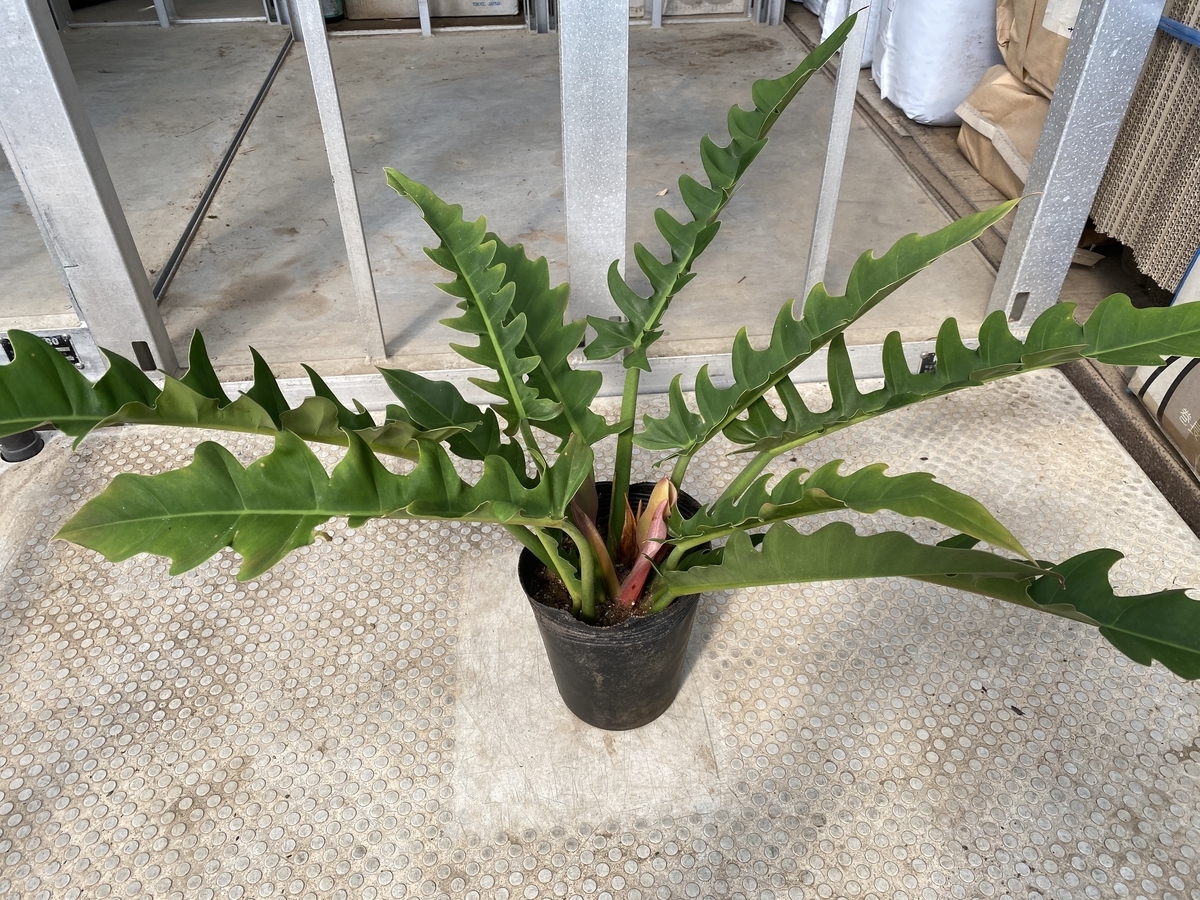 元植物学者のplants Life