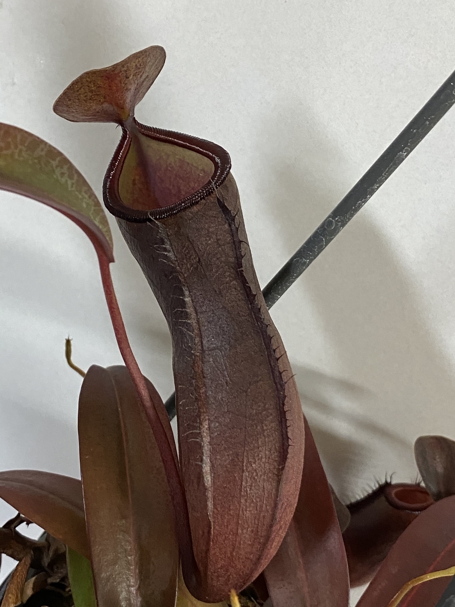 植物紹介パート10 ネペンテス サンギネア 熱帯観葉植物の案内所 植物紹介パート10 ネペンテス サンギネア 熱帯観葉植物の案内所