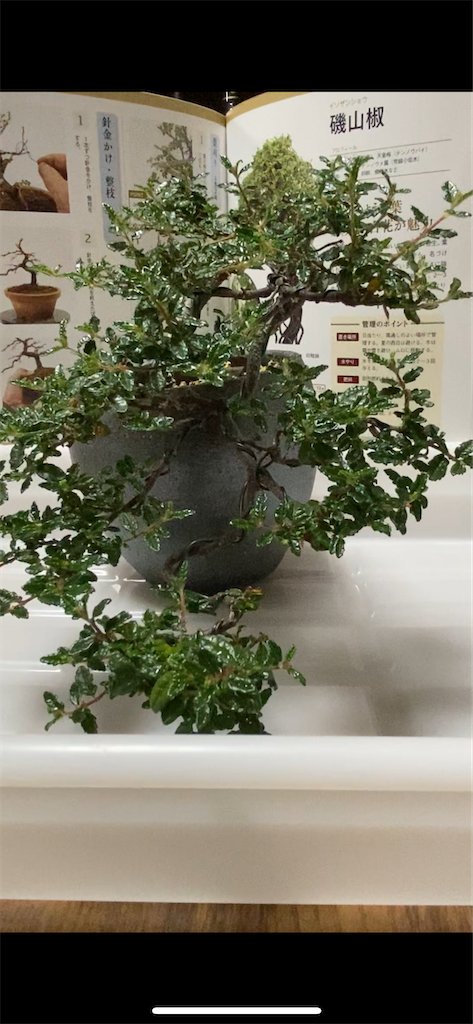 磯山椒の剪定 - 熱帯観葉植物の案内所