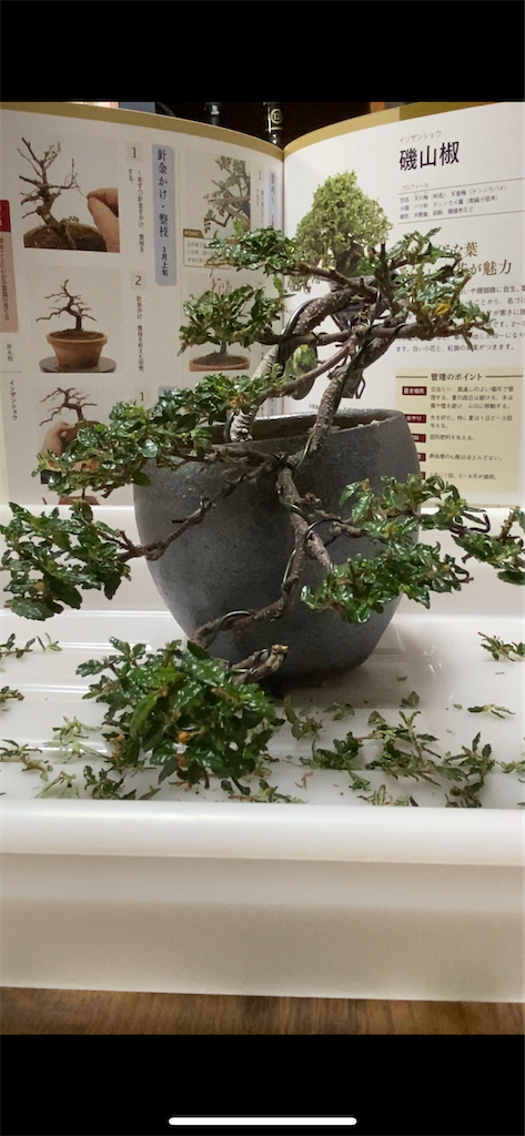 磯山椒の剪定 - 熱帯観葉植物の案内所