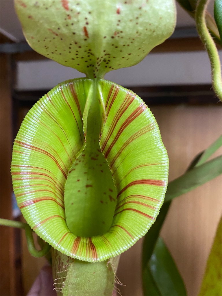 Nepenthes villosa ※ 食虫植物 ※ ネペンテス ビロサ ※ BCP