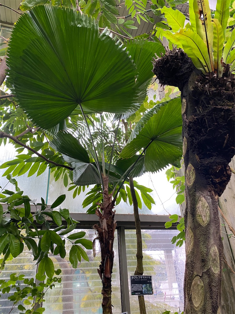 板橋区立熱帯環境植物館 熱帯観葉植物の案内所