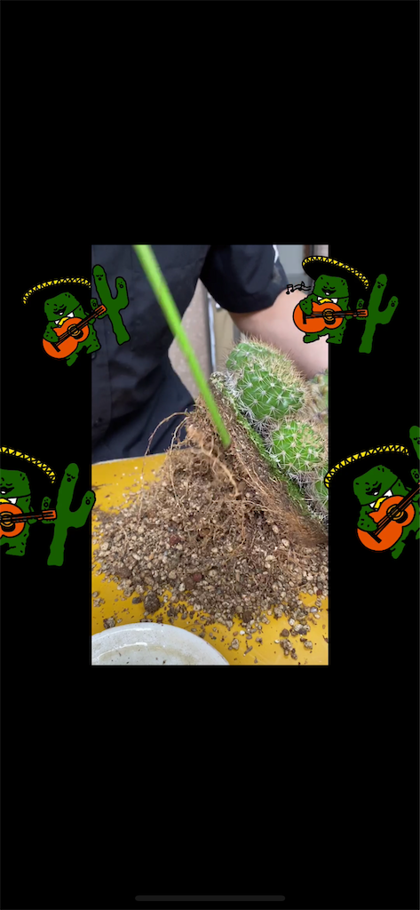 f:id:pitcherplant:20200607090230p:image