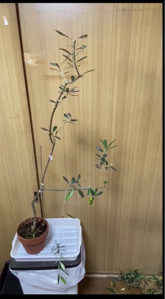 f:id:pitcherplant:20200613172552j:image