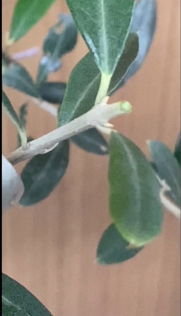 f:id:pitcherplant:20200613172610j:image