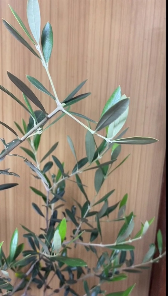 f:id:pitcherplant:20200613172617j:image