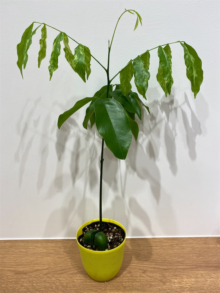 f:id:pitcherplant:20200728192603j:image