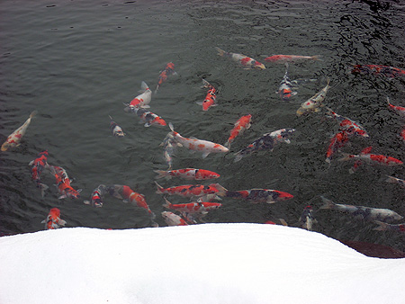 f:id:pitfall1:20090213201452j:image