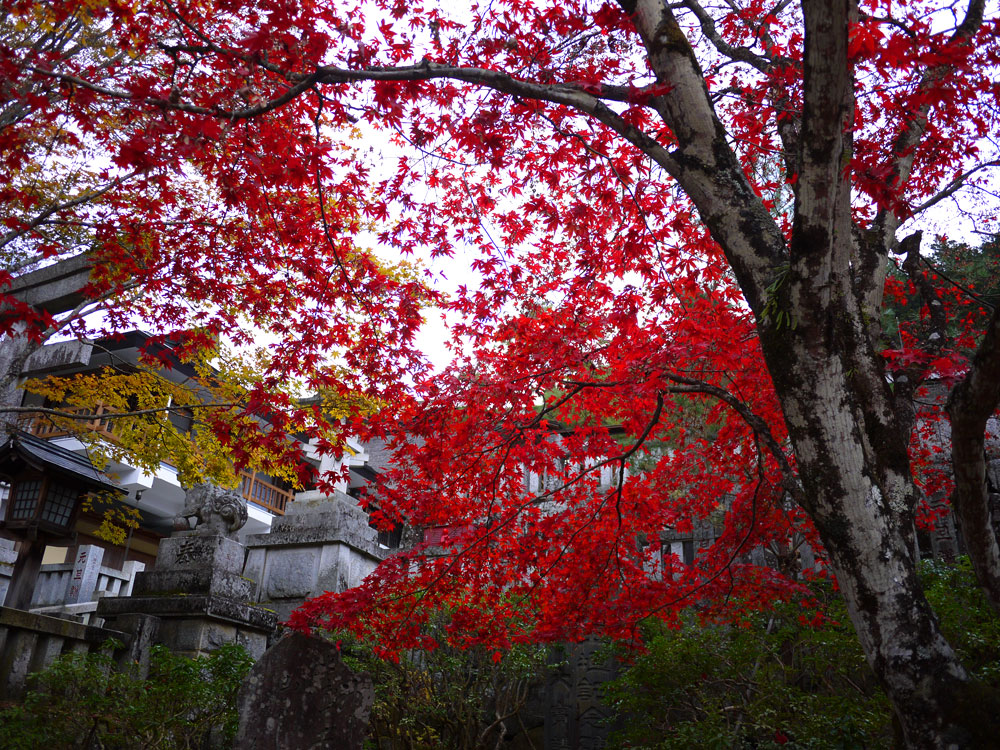 f:id:pitfall1:20131112090038j:image:w300