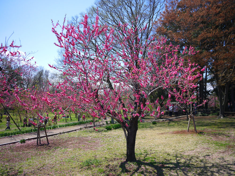 f:id:pitfall1:20140410145355j:image:w300 f:id:pitfall1:20140410145355j:image:w300