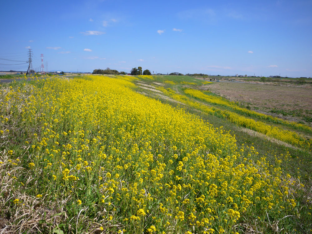 f:id:pitfall1:20140410145358j:image:w300 f:id:pitfall1:20140410145358j:image:w300