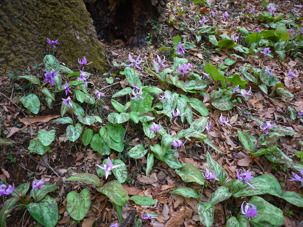 f:id:pitfall1:20140410145401j:image:w300 f:id:pitfall1:20140410145401j:image:w300