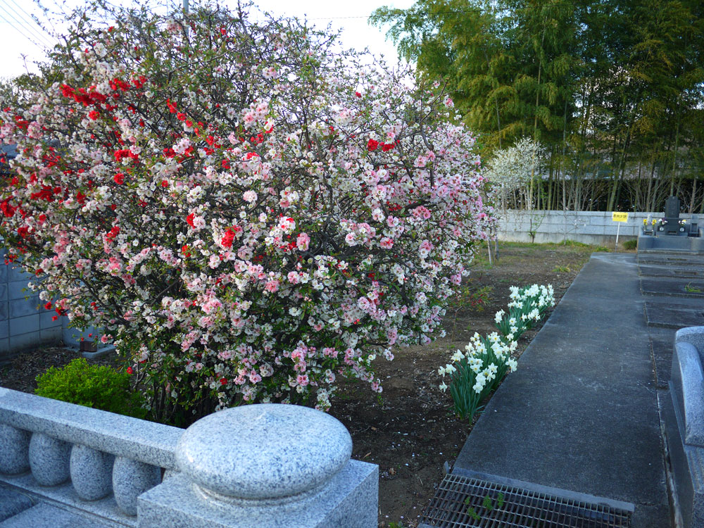 f:id:pitfall1:20140410145404j:image:w300 f:id:pitfall1:20140410145404j:image:w300